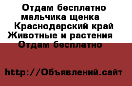 Отдам бесплатно мальчика щенка - Краснодарский край Животные и растения » Отдам бесплатно   